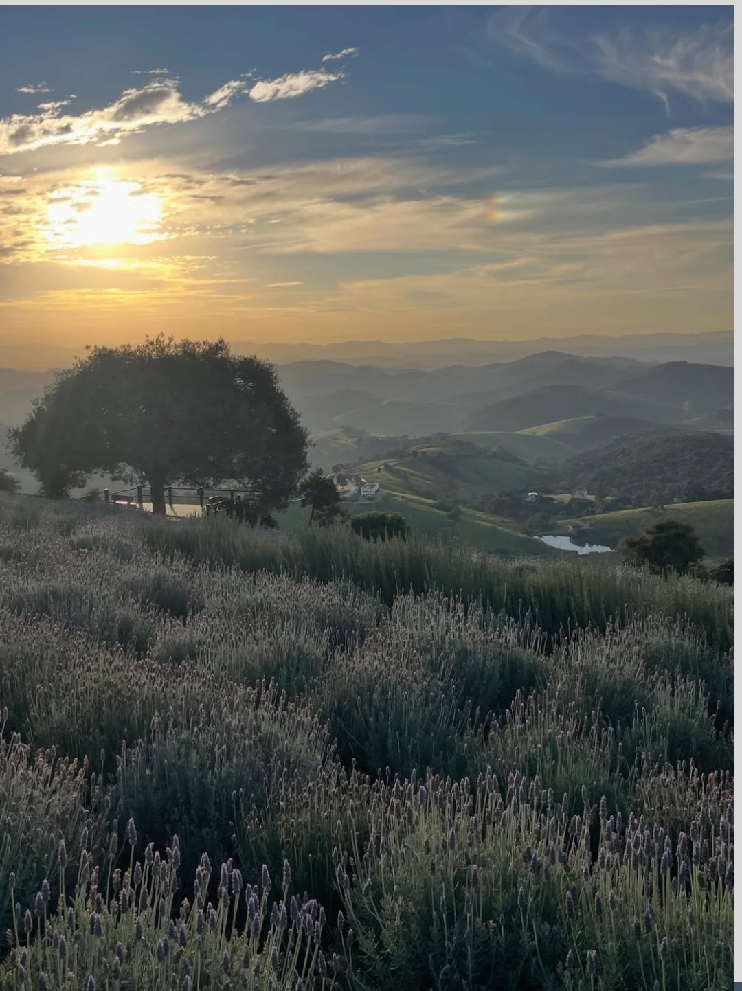 Campo de lavanda em Cunha